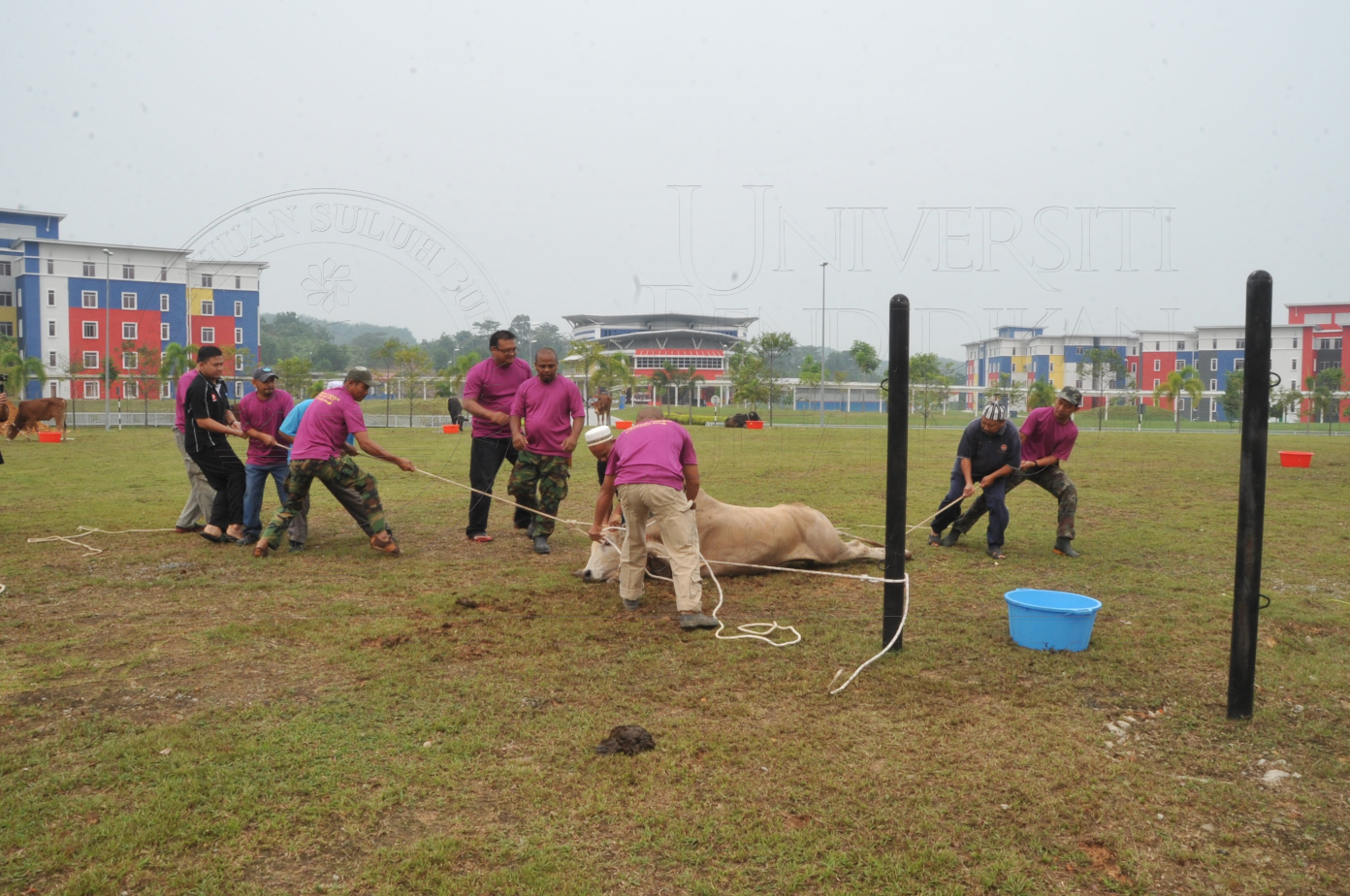 PRO15 150 KORBAN HAS 6675